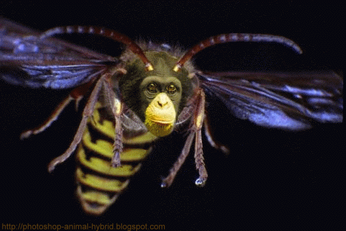 Photoshop animal hybrid, African hornet, pgotoshop tutorial, photoshop tutorial