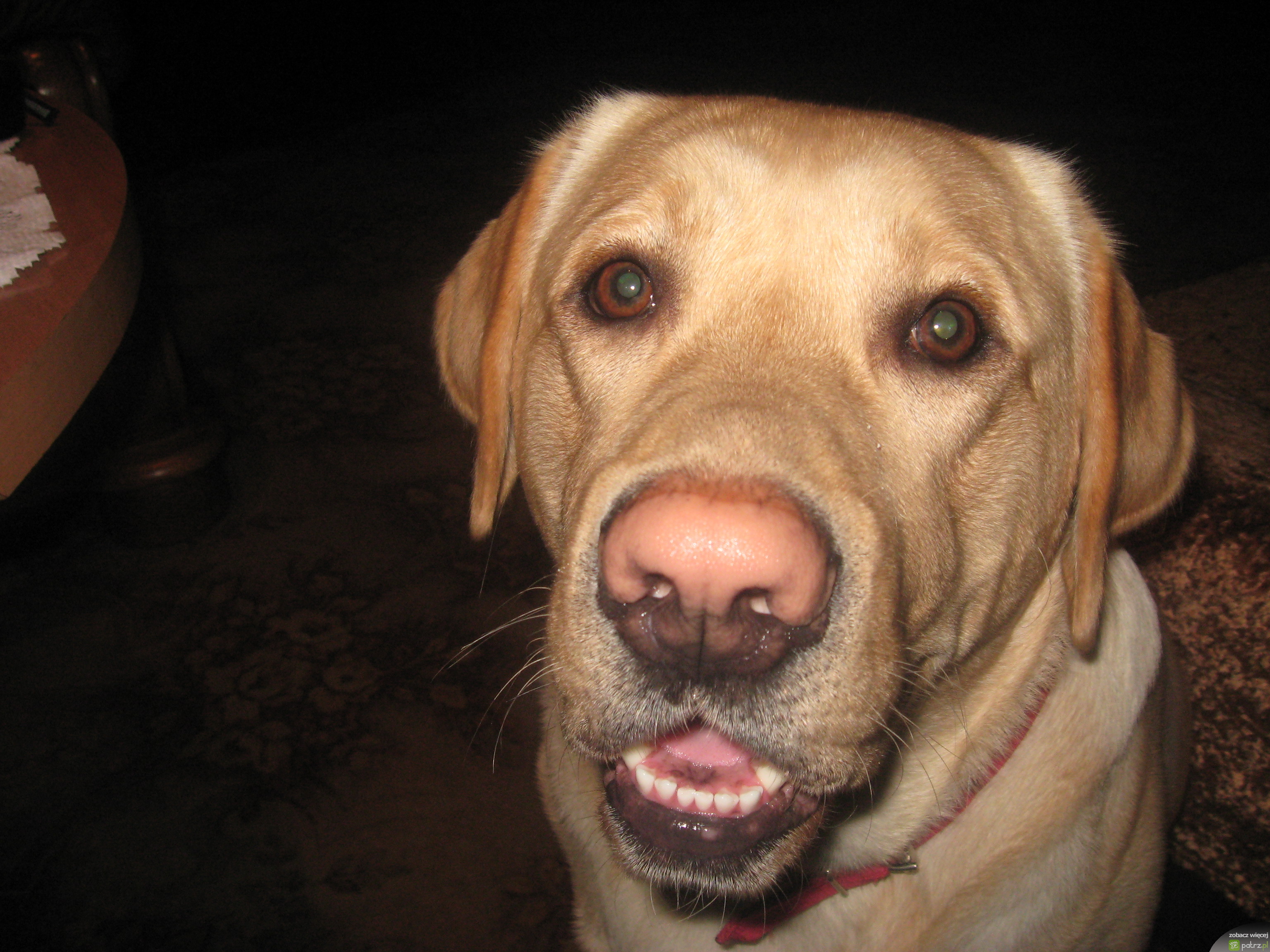 Wzrok Labradora [.jpg]